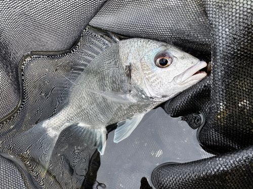キビレの釣果