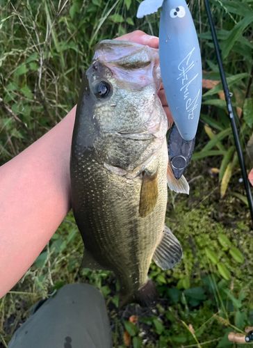 ラージマウスバスの釣果