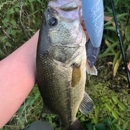 ラージマウスバス