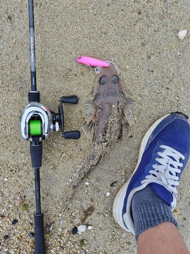 ワニゴチの釣果