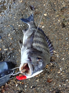 チヌの釣果