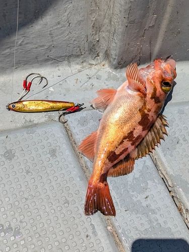 ウスメバルの釣果