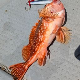 カサゴ