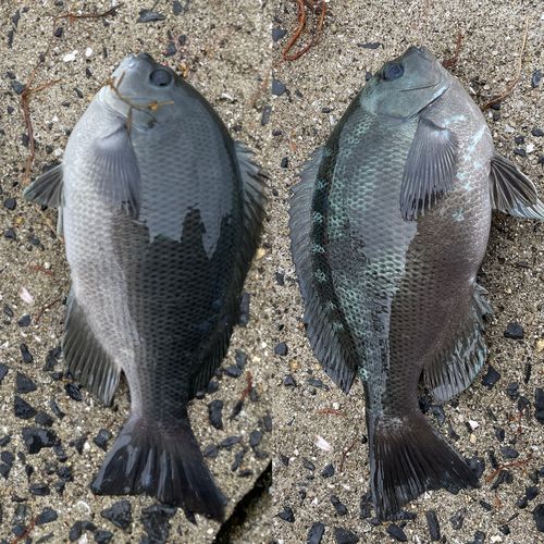 グレの釣果