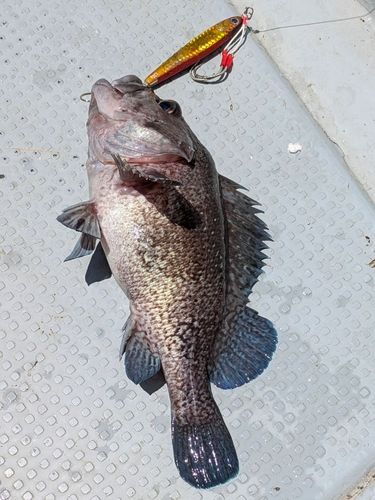 マゾイの釣果