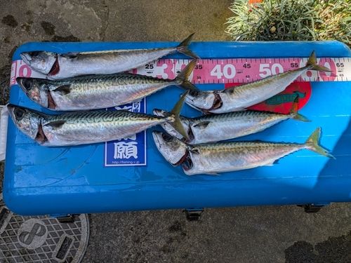 サバの釣果
