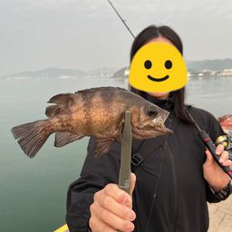 メバル