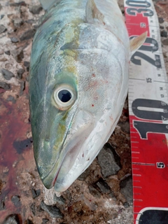 ヤズの釣果