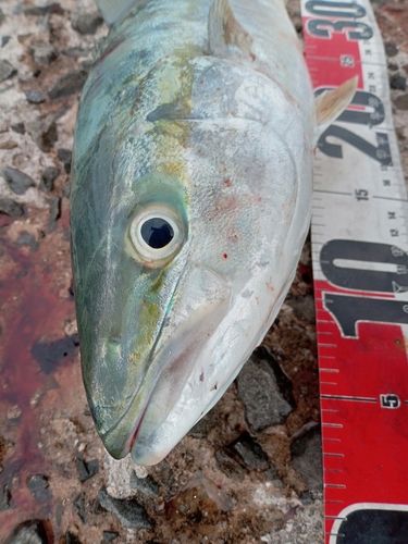 ヤズの釣果