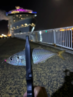 マアジの釣果