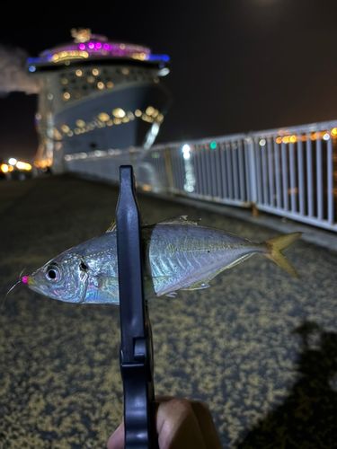 マアジの釣果