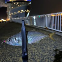 マアジ