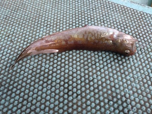 イタチウオの釣果