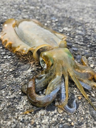 アオリイカの釣果