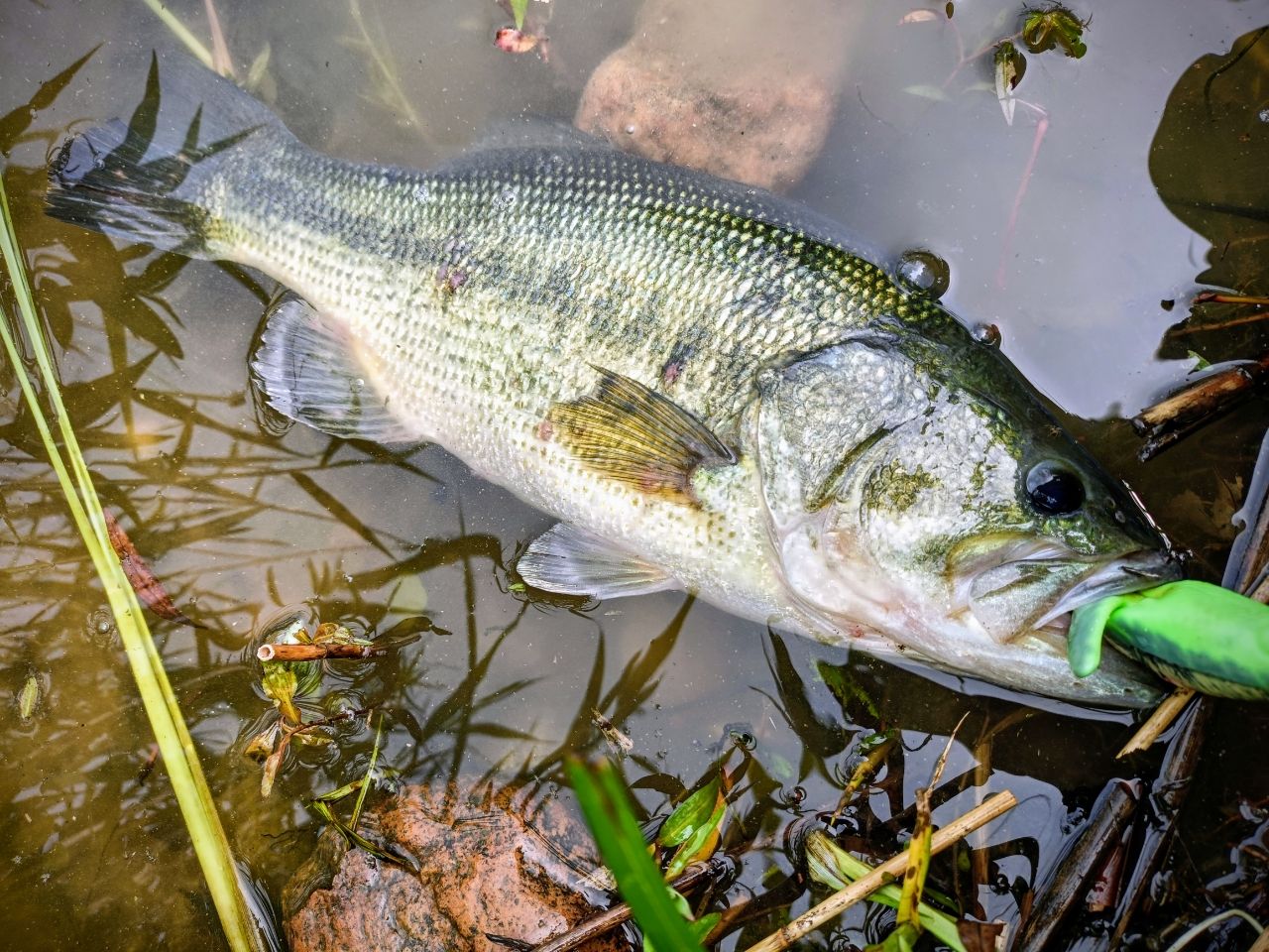 ラージマウスバス