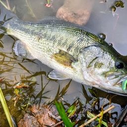 ラージマウスバス