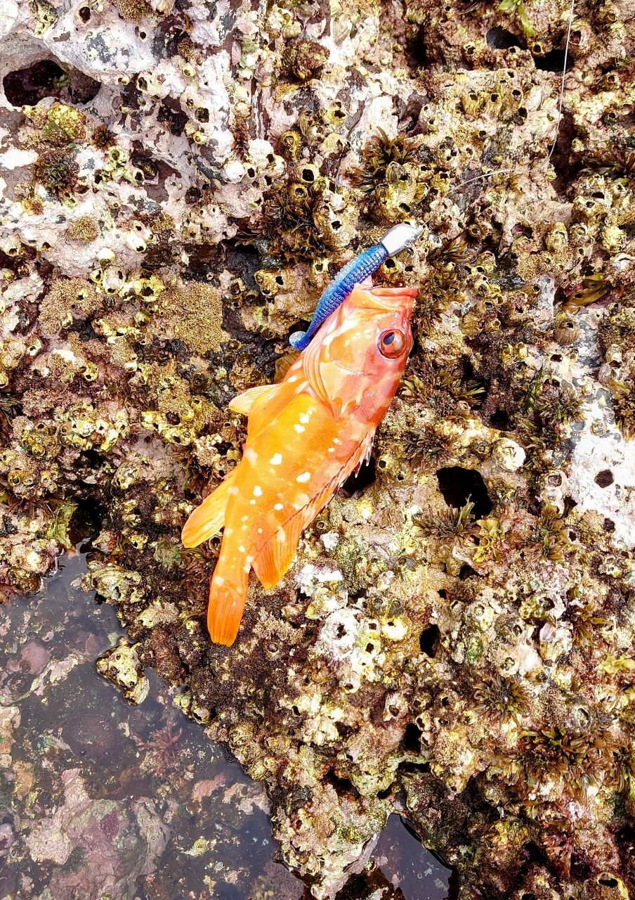 アカハタ