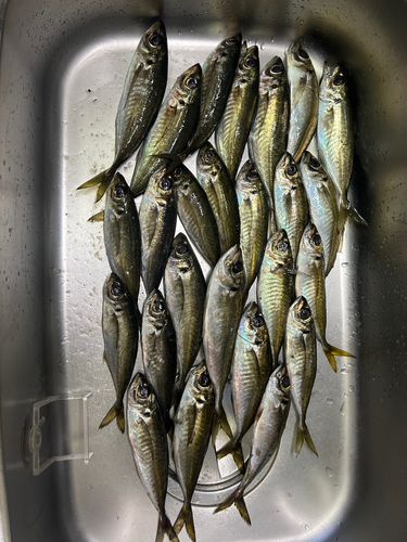 アジの釣果