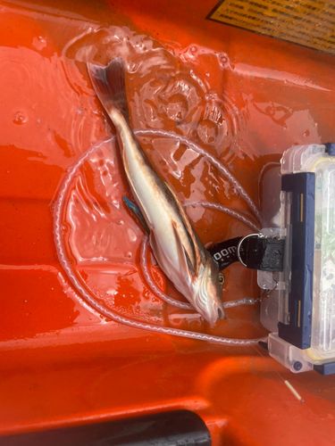 カナガシラの釣果