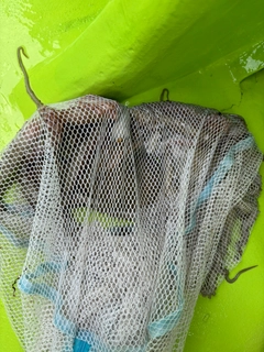 マダコの釣果