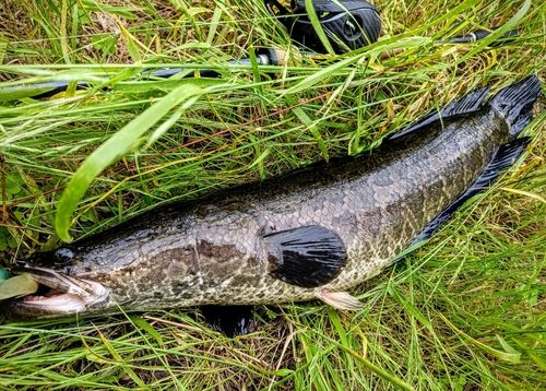 ライギョの釣果