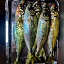 アジ