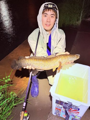 カムルチーの釣果