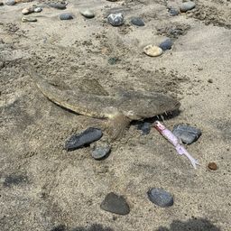 マゴチ