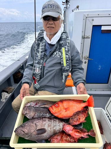 マハタの釣果