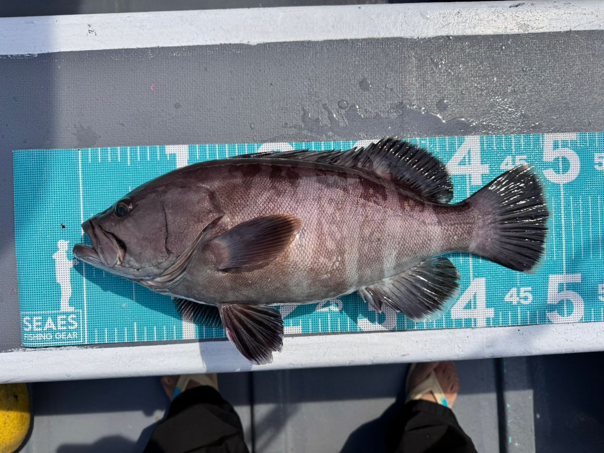 TATSUYA@SHINSHOUMARUさんの釣果 3枚目の画像