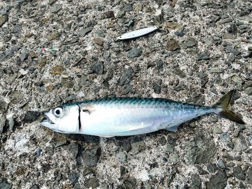 サバの釣果