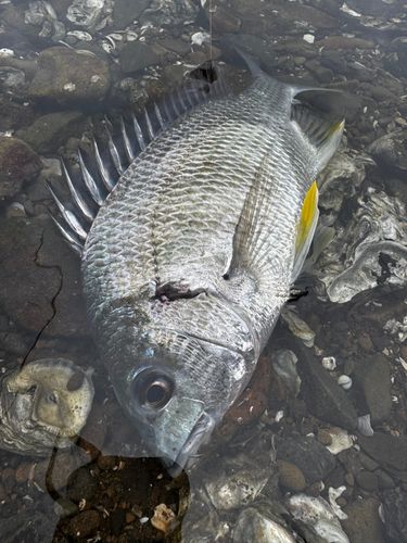 キビレの釣果