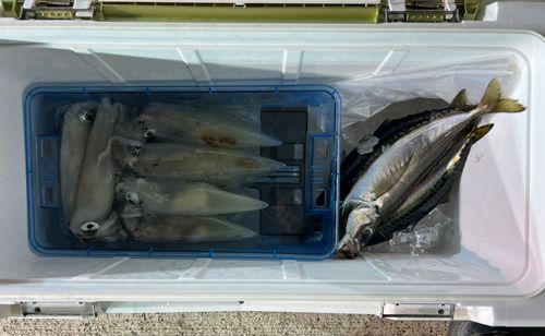 アカイカの釣果