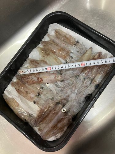マメイカの釣果