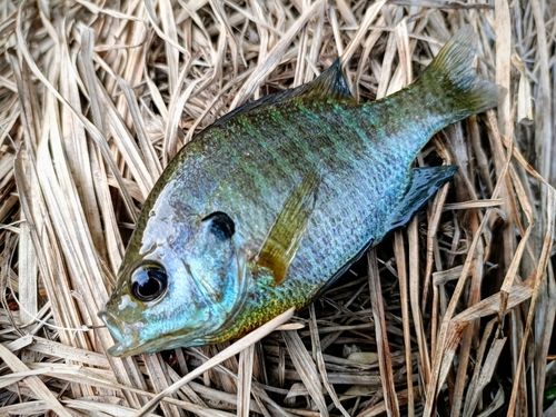 ブルーギルの釣果