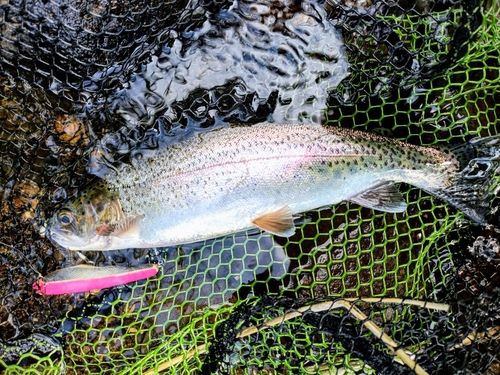 ニジマスの釣果