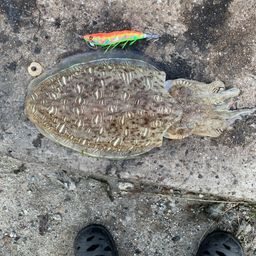 モンゴウイカ