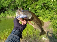 ラージマウスバスの釣果