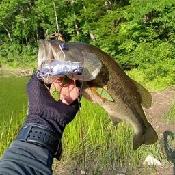 ラージマウスバス