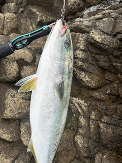 メジロの釣果