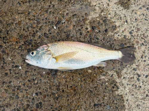 イシモチの釣果