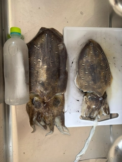 コウイカの釣果