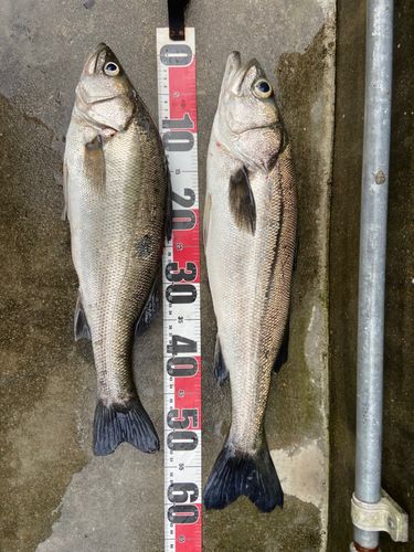 シーバスの釣果