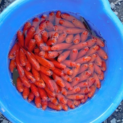 キンギョの釣果