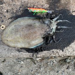 モンゴウイカ