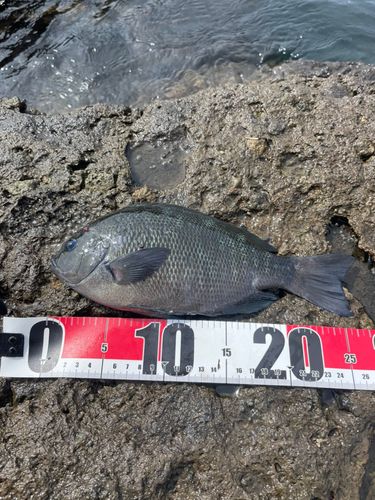 クチブトグレの釣果