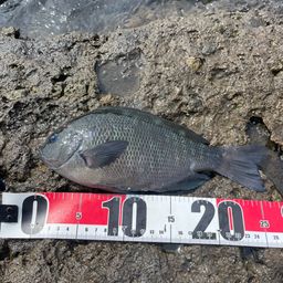 クチブトグレ