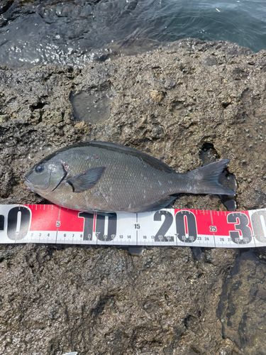 オナガグレの釣果