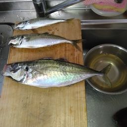 アジ