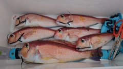 アマダイの釣果